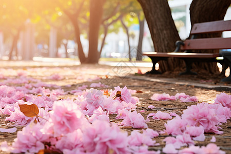 公园地面上的樱花花瓣图片