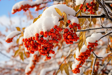 树枝上挂着的冬雪图片