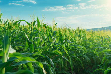 农业玉米绿意盎然的玉米地背景