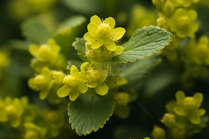 夏季野外嫩绿的草药植物图片