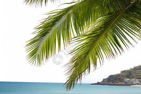 沙滩上的棕桐树图片