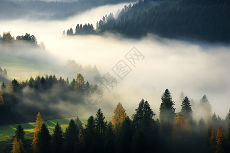 荒野森林的浓雾图片