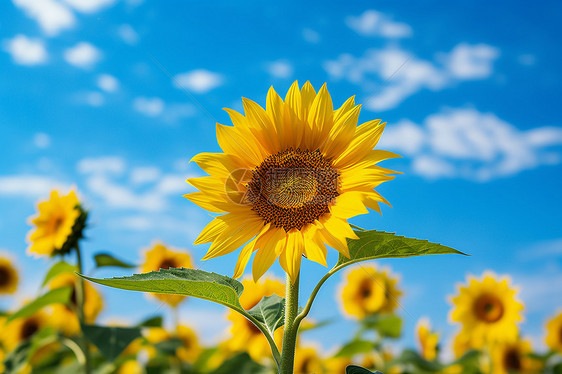 夏日绽放的向日葵花海图片