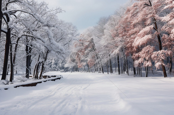 雪景美丽公园图片