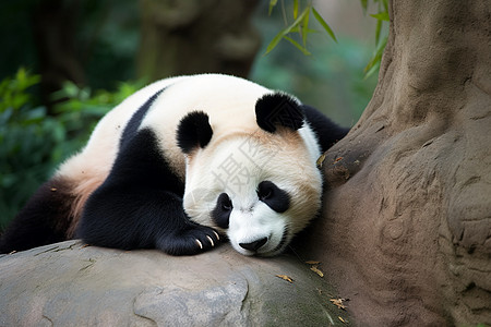 哺乳动物熊猫图片