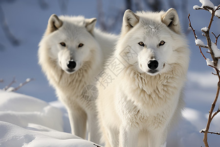 冬季的北极狼图片