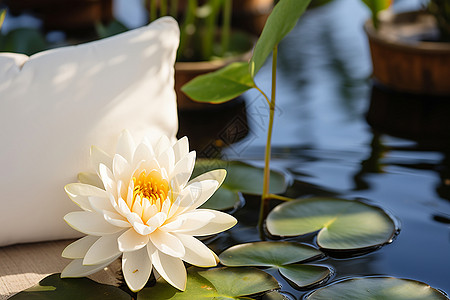 优雅的白莲花图片