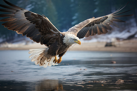 湖面飞翔的雄鹰图片