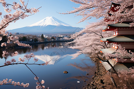 富士山下的樱花图片