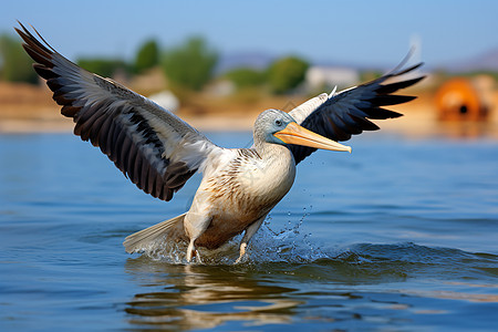 长水海鸟翱翔在水中背景