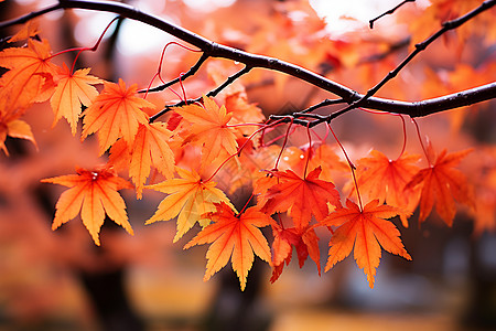 枫叶美素材秋天的枫叶之美背景