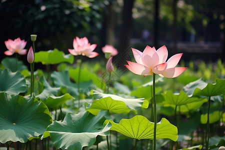 浪漫粉色莲花盛开图片