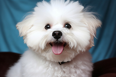 快乐的白狗在微笑着图片