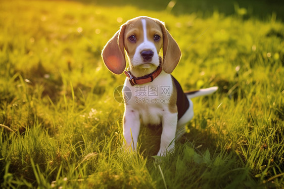 小狗坐在草地上图片