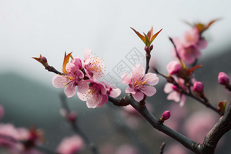 春日粉色桃花绽放背景图片