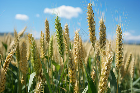 金秋丰收的麦子背景图片