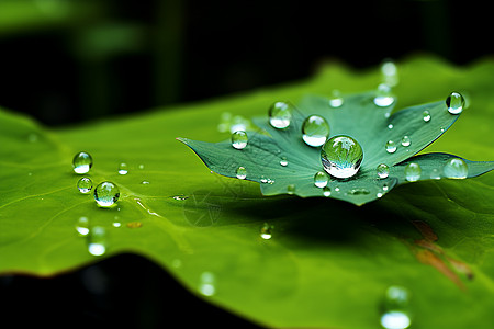 水珠花绿色叶子上的水珠背景