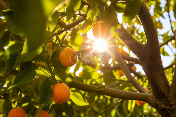 橘子树下成熟的橘子图片
