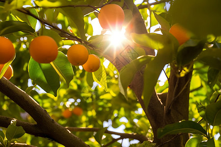 夏日阳光下的橙树图片