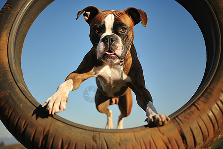 狗狗蓝天中跳跃的艺术照图片