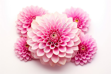 一簇粉色花朵图片