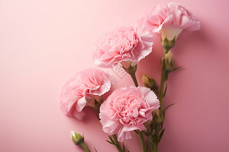 漂亮的康乃馨花束背景图片