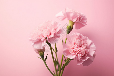粉色康乃馨花束背景图片