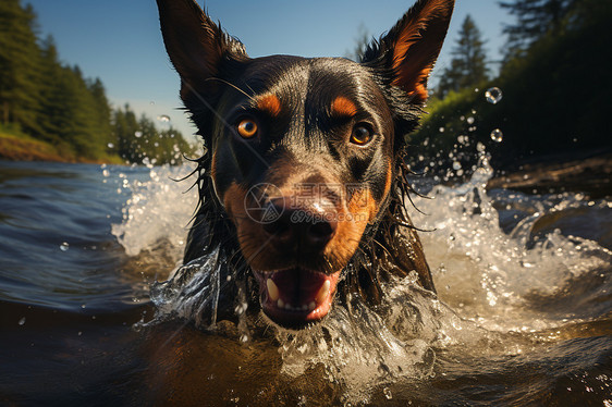游泳的杜宾犬图片