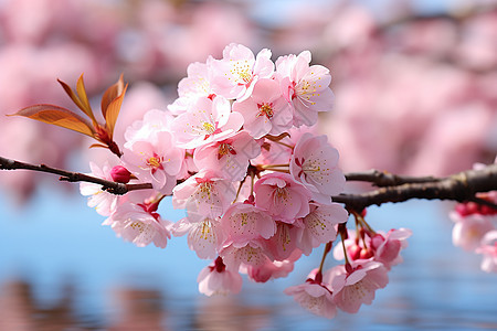 水面上的樱花图片