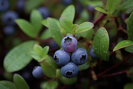 健康的蓝莓背景图片