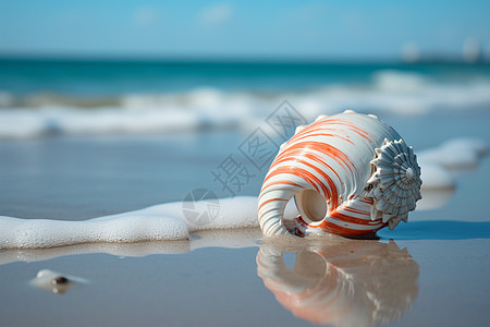 海滩上的海螺图片