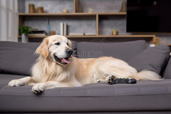 家中宠物狗在沙发上躺着图片