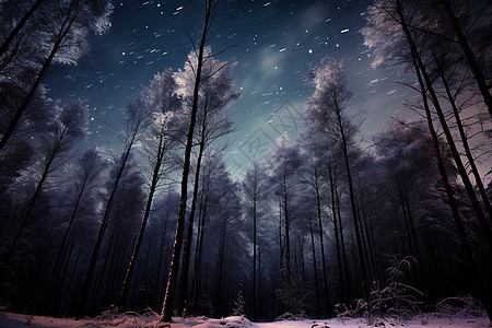 傍晚的树林背景图片