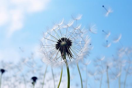 风铃花海图片