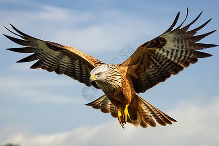 展翅飞翔的老鹰背景图片