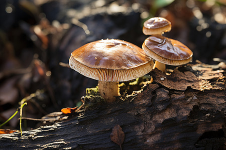 原木上有一群蘑菇图片