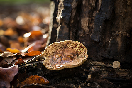 蘑菇长在树根上图片