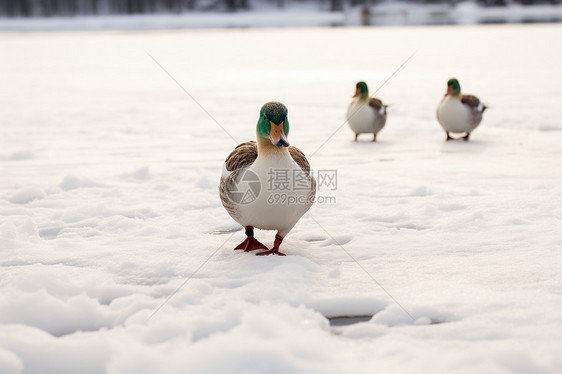 雪地上行走的鸭子图片