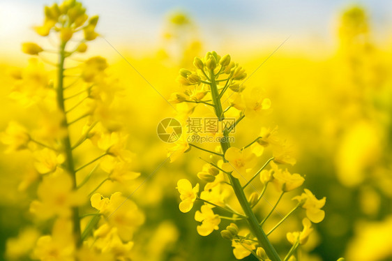 油菜地里的油菜图片