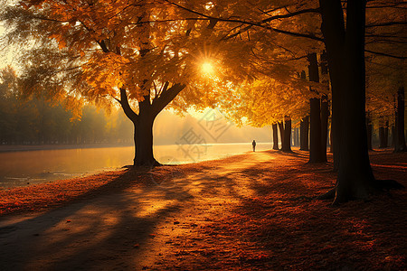 日光映衬的秋景背景图片
