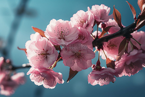 春季花园中盛开的美丽樱花图片