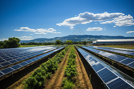 乡村田野中的太阳能电池板农场图片