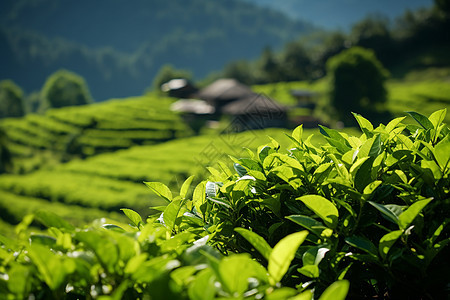 茂盛的茶园图片