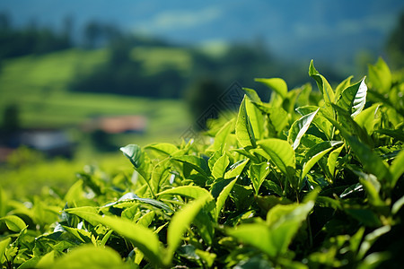 山上的茶园背景图片