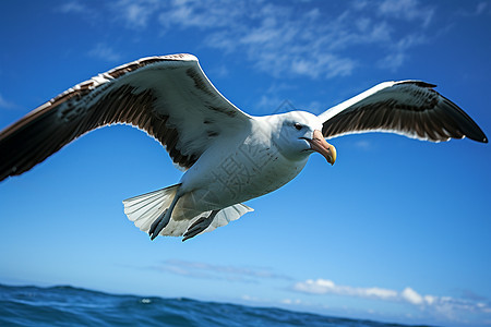大海上飞翔的海鸥图片