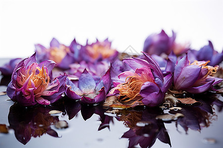 紫色的水莲背景图片
