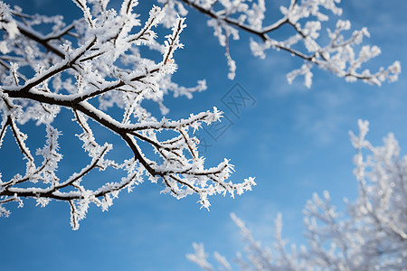 冬日树枝上的雪图片