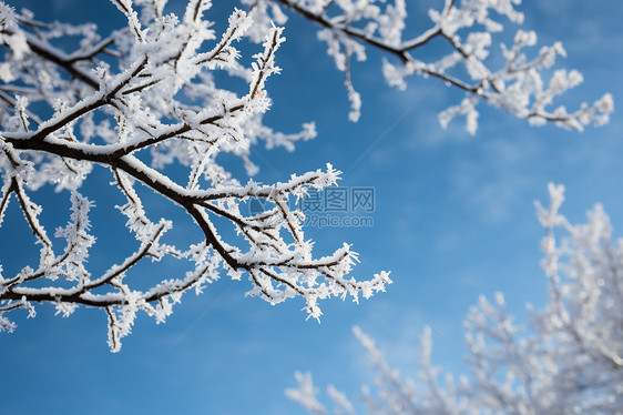 冬日树枝上的雪图片