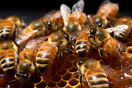 黄色的蜜蜂昆虫图片
