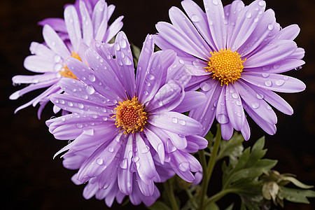 梦幻的紫色雏菊背景图片